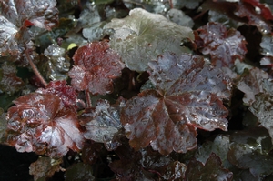 Heuchera m. Palace Purple